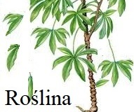 039-0013-Bogini-kuchni