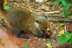 02-Cuda-natury-Medium