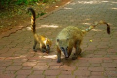 022.-02-Yguazu-Ostronosy-Medium