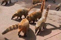 Iguazu, Argentina - August 14, 2014: Southamerican coatis (Nasua nasua), members of the raccoon family, try to obtain food at a terrace in the middle of Iguazu National Park.