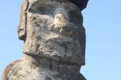031.-011-Gigantyczny-Moa-Medium