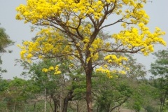 055_11_Lapacho_Natalicio_2012