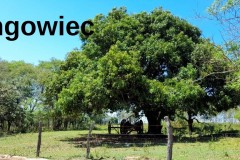 054_6_Mangowiec__Medium_