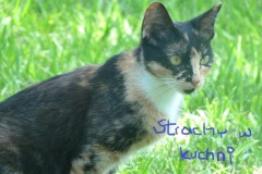 004-Strachy-w-kuchni-copia
