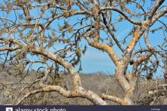 047.-01-Święte-drewno