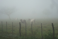 Los-vecinos-de-4-patas-2013-1