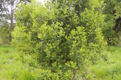 III.-003-Ilex-paraguariensis-Ostrokrzew-paragwajski