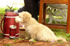 III.-011-Czarodziejski-napój-Medium