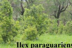 III.-004-Ilex-paraguariensis-Ostrokrzew-paragwajski