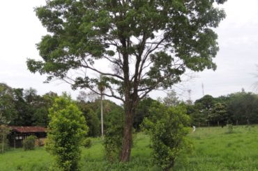 Ślady pod Krzyżem Południa – Zielone złoto w Paragwaju