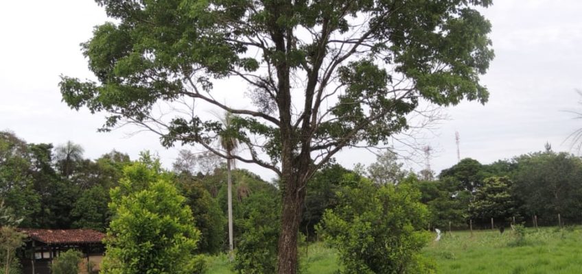 Ślady pod Krzyżem Południa – Zielone złoto w Paragwaju