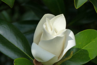 Ślady pod Krzyżem Południa – Kłamstwo w dobrej wierze