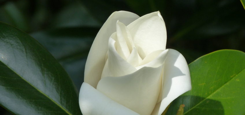 Ślady pod Krzyżem Południa – Kłamstwo w dobrej wierze