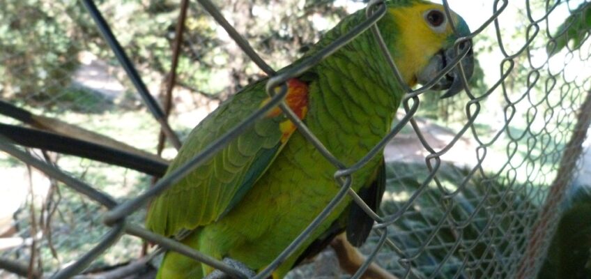 Ślady pod Krzyżem Południa – Ptaszki w klatce