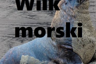 Ślady pod Krzyżem Południa. Wilk morski